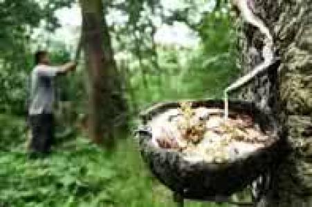  Harga Karet Rendah Warga alih Profesi